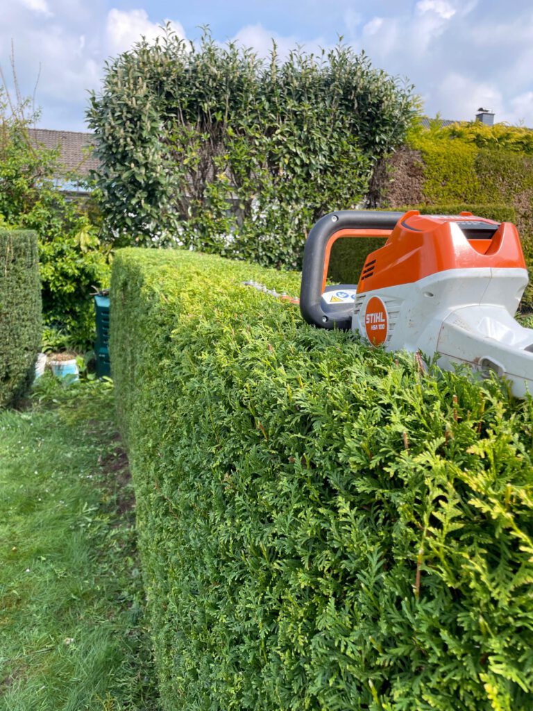 Bild Hecke geschnitten