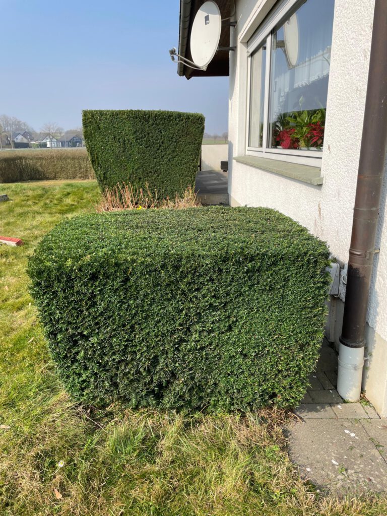 Bild Hecke geschnitten